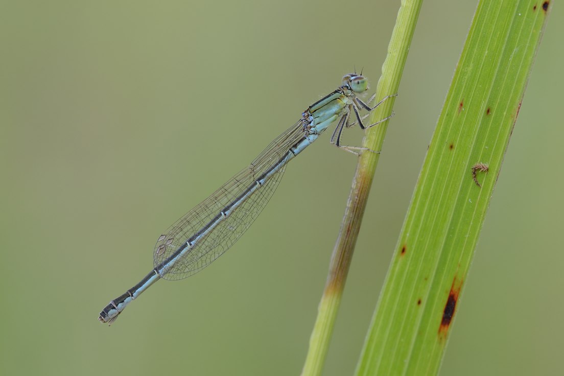 Conferma Enallagma cyathigerum... oops, Ischnura pumilio
